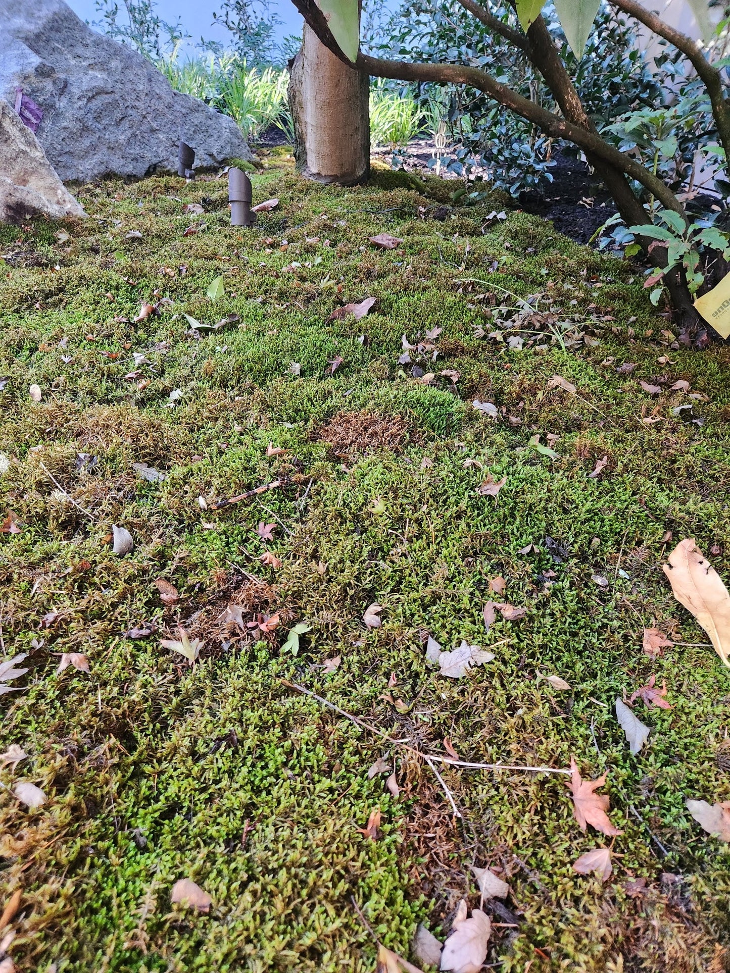 Natural Canadian Forest Moss - Revita-Moss (Pleurozium schreberi)