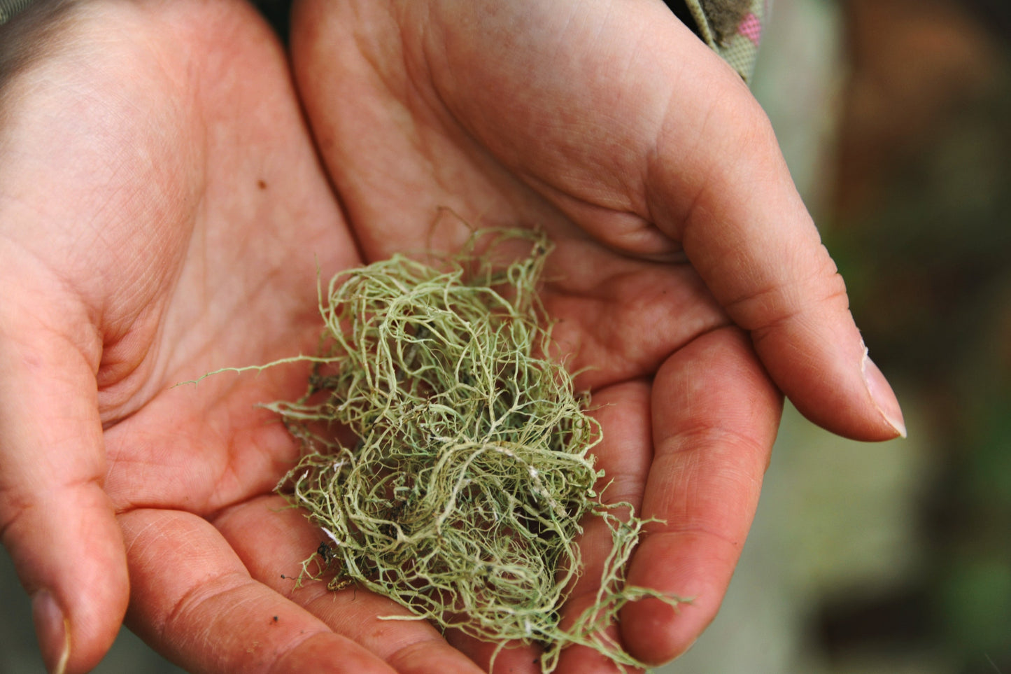 Usnea Barbarata (Old Man’s Beard)