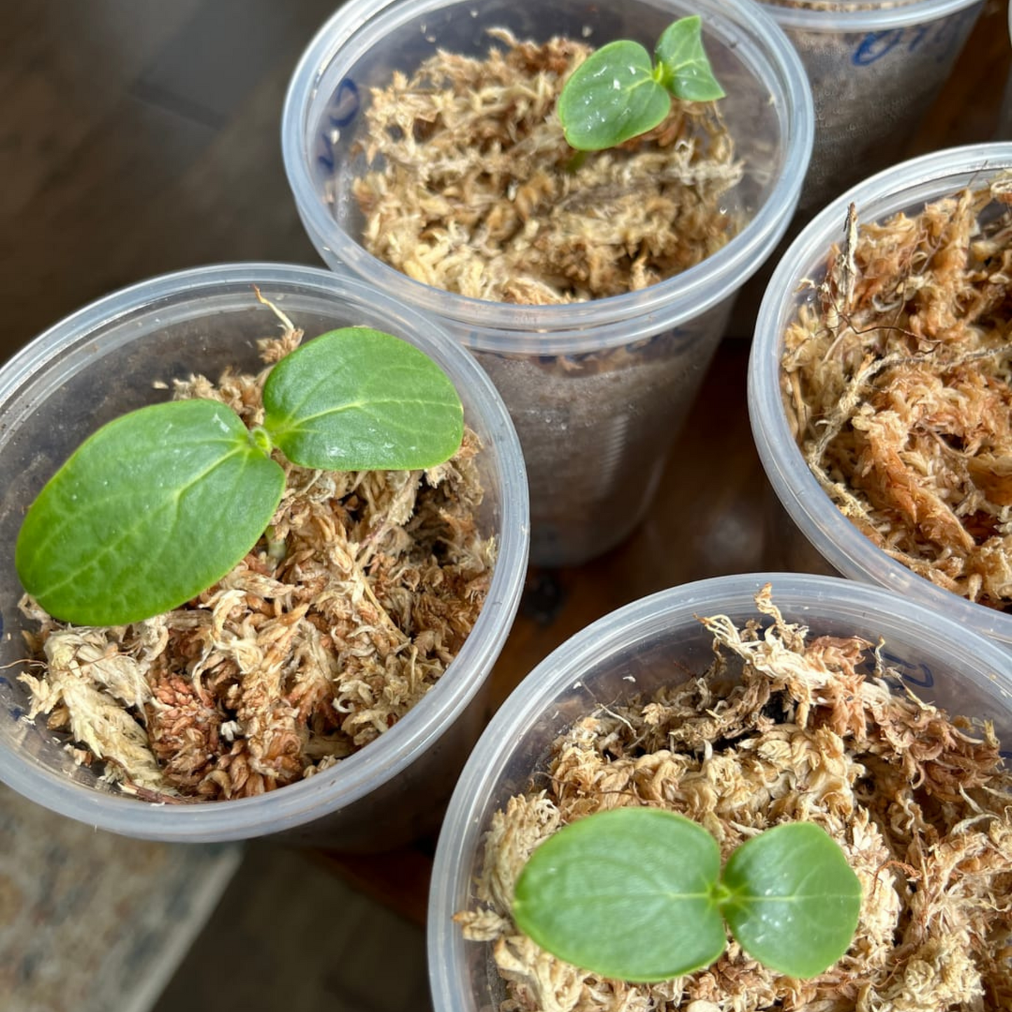 Premium Sphagnum Moss