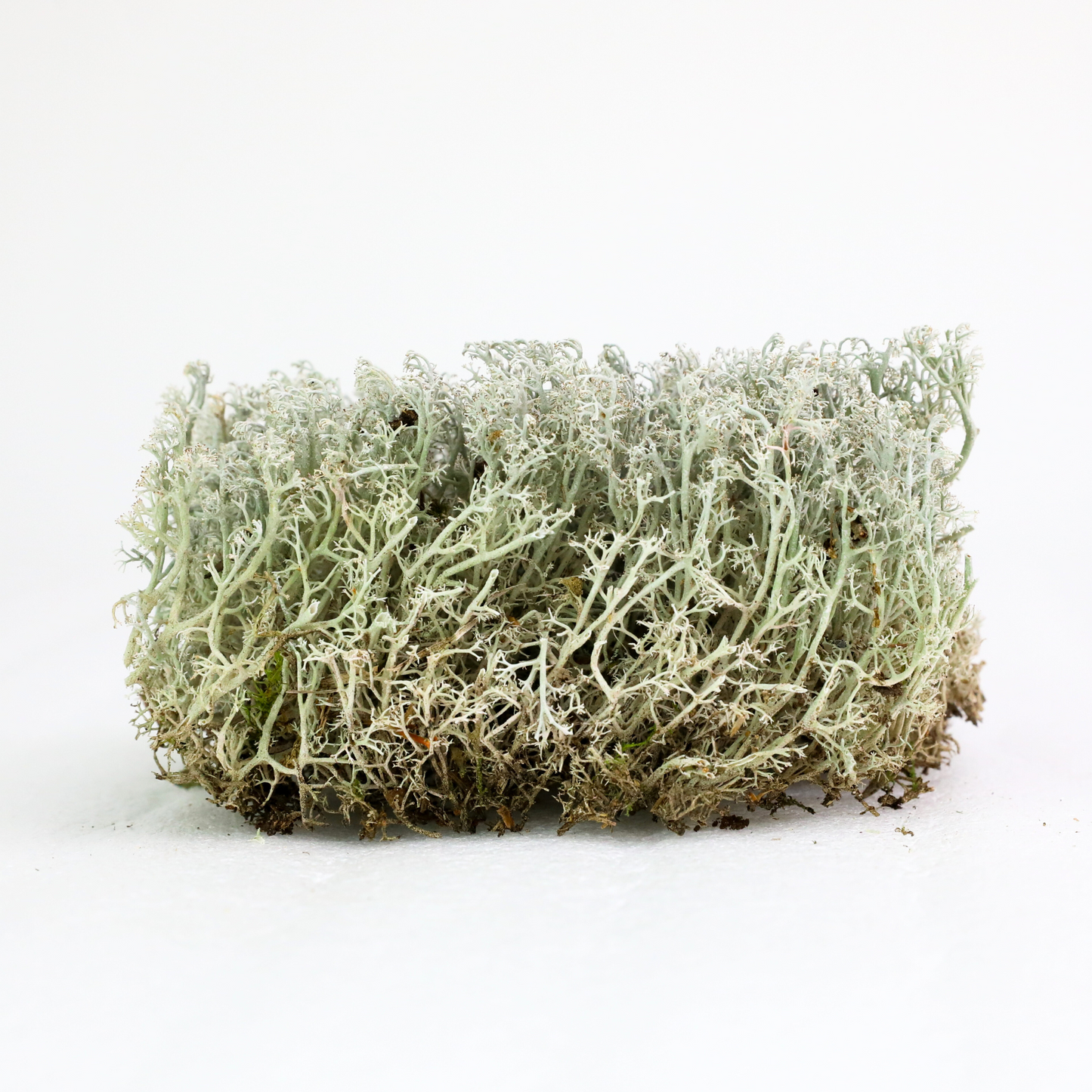 Lichen - Revita-Moss (Cladonia arbuscula)