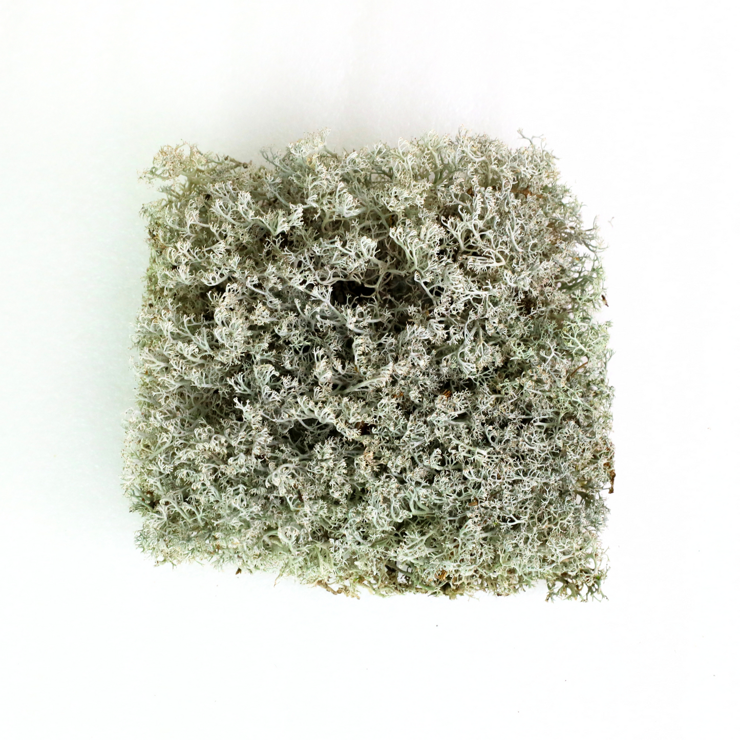Lichen - Revita-Moss (Cladonia arbuscula)