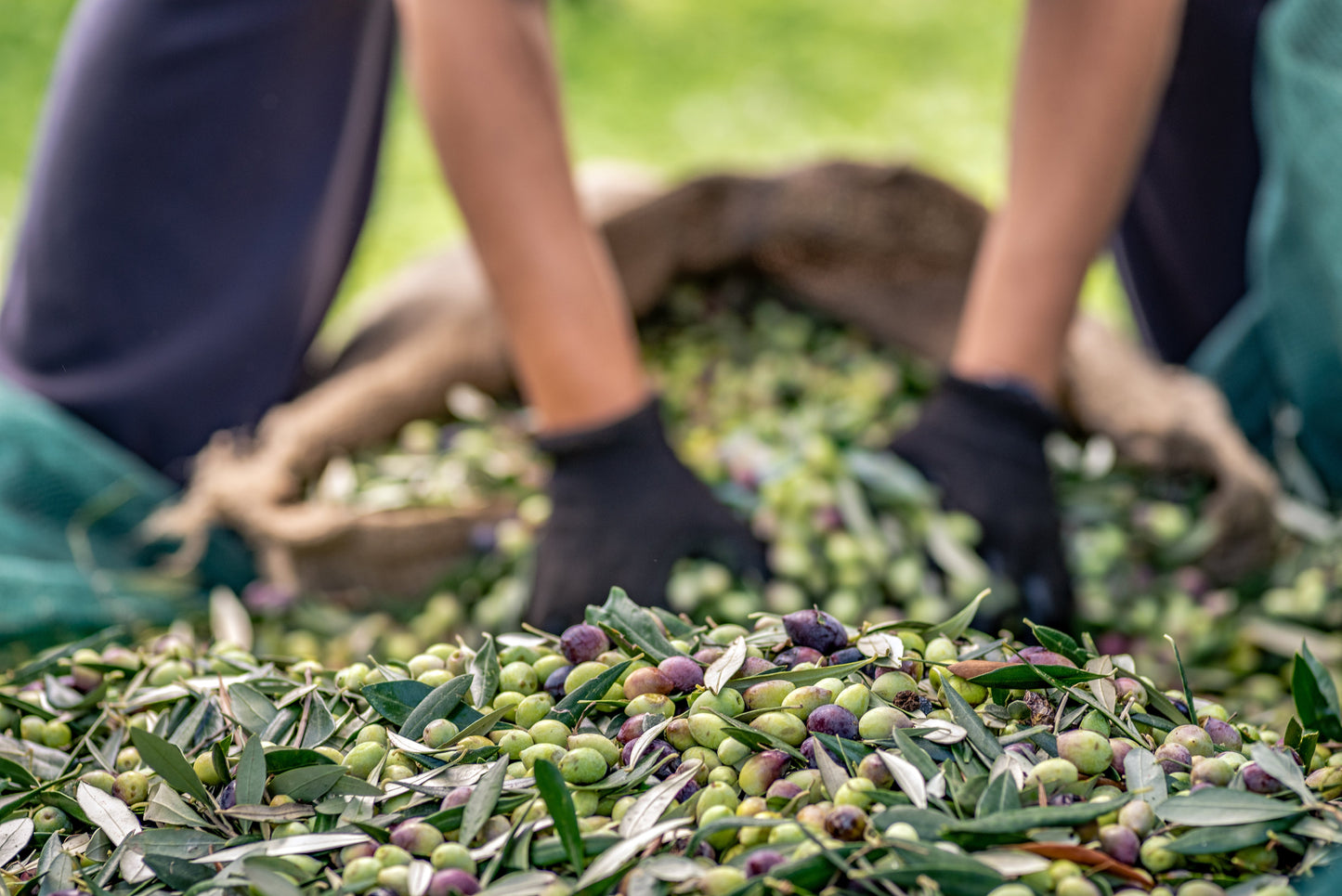 Extra Virgin Olive Oil, 100% ITALIAN Olives, 500 ml