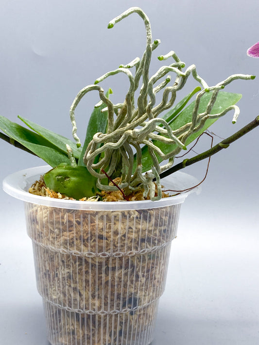 Clear Ultra Aerated Pots