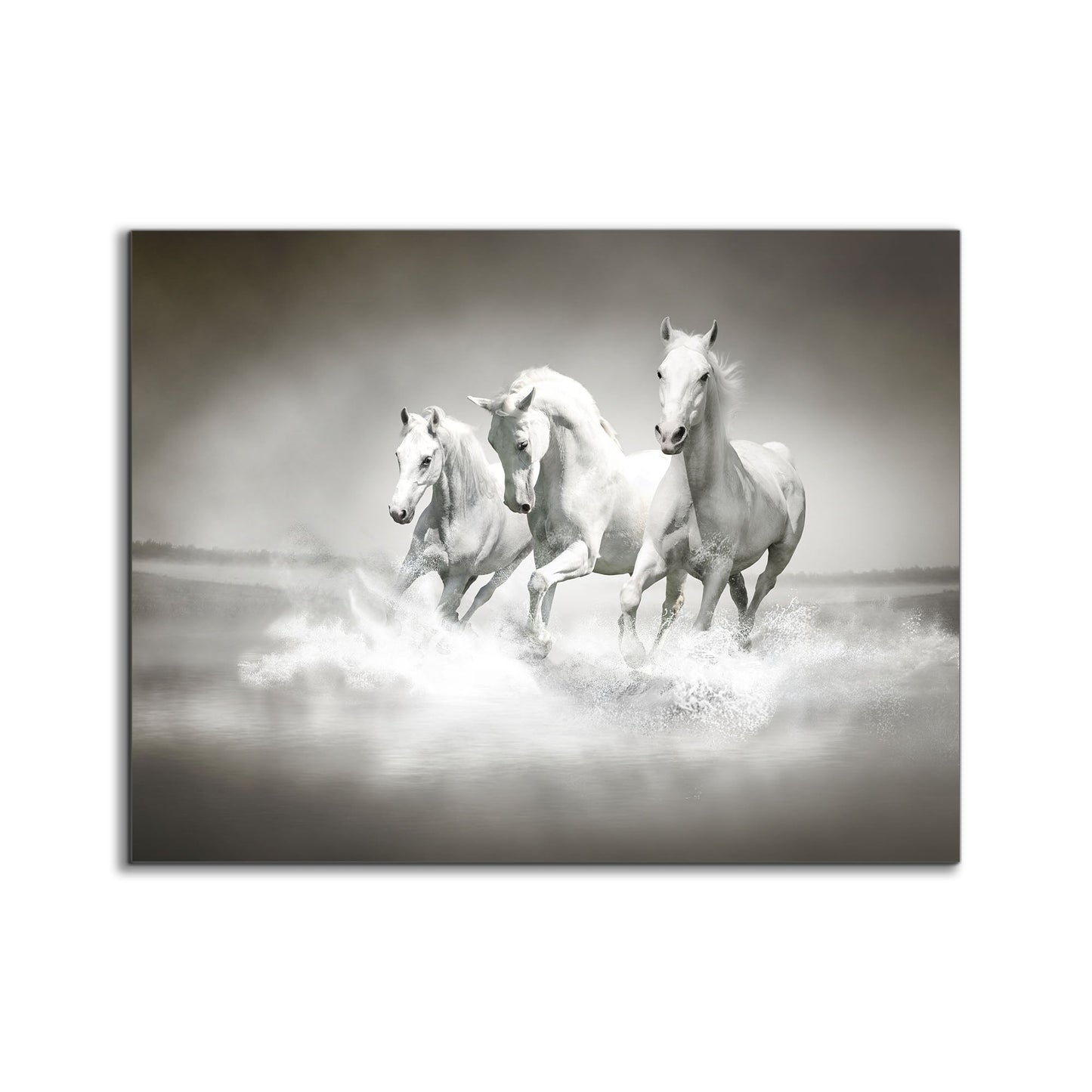 Wall Art Black and White Stallions - Animal Print Canvas