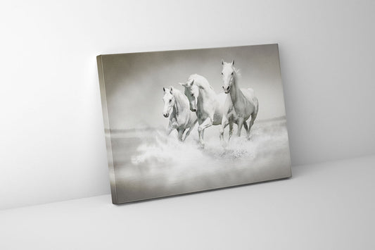 Wall Art Black and White Stallions - Animal Print Canvas