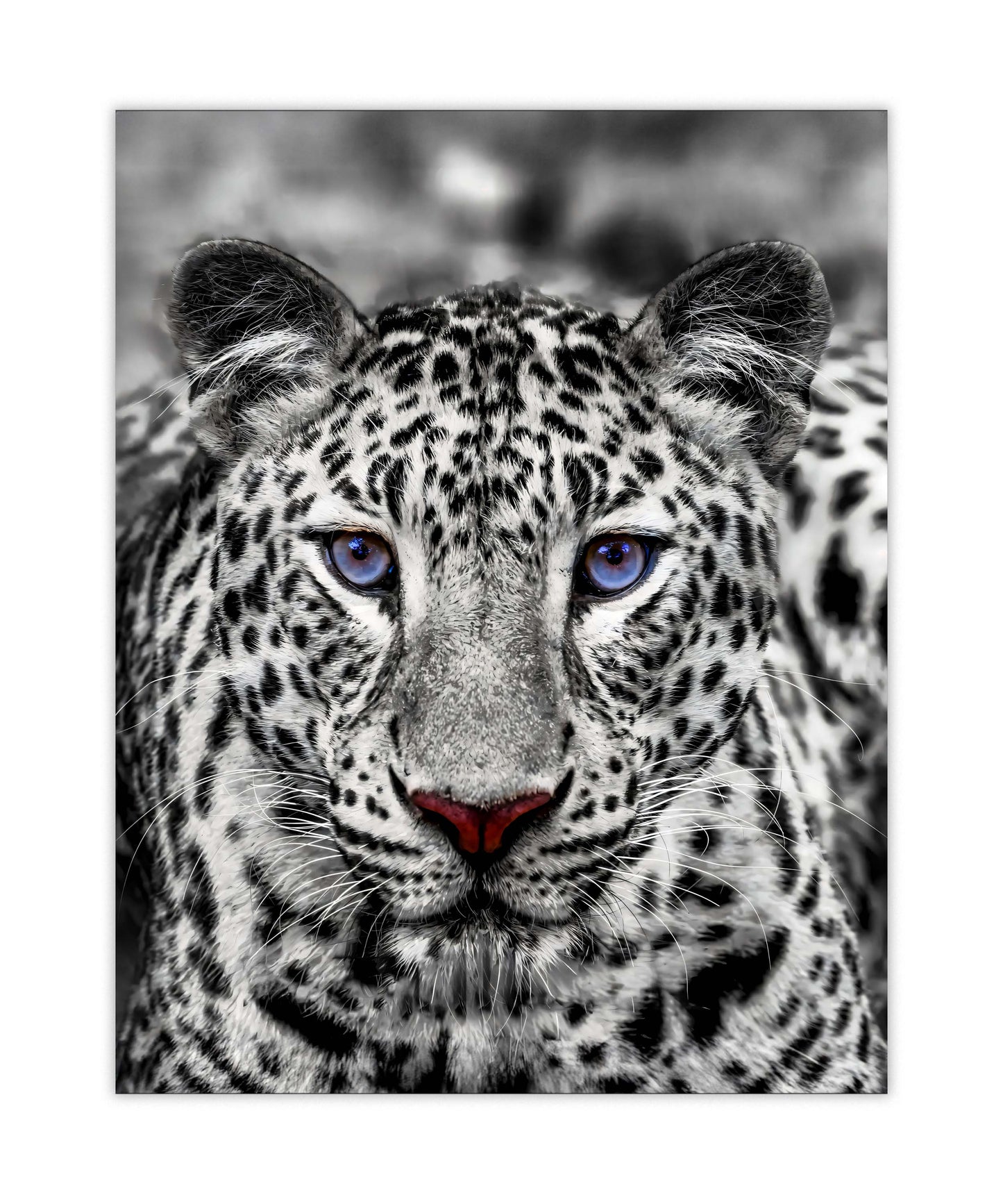 Wall Art-Blue Eyed White Tiger- Wildlife decor