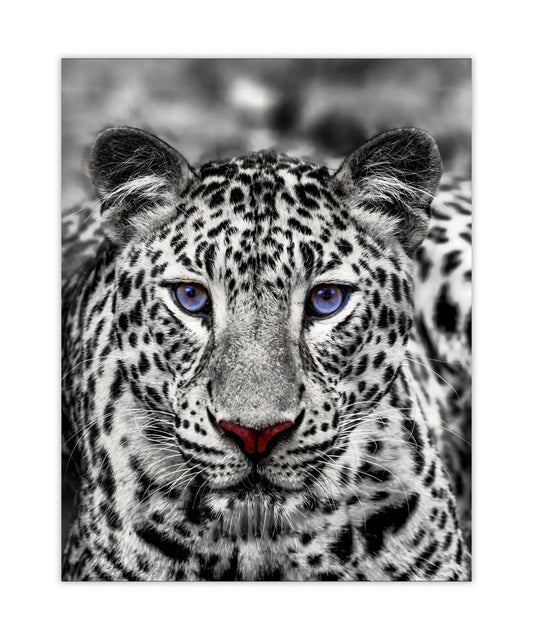 Wall Art-Blue Eyed White Tiger- Wildlife decor