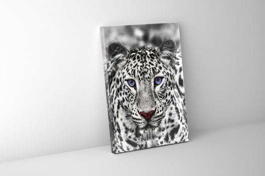 Wall Art-Blue Eyed White Tiger- Wildlife decor