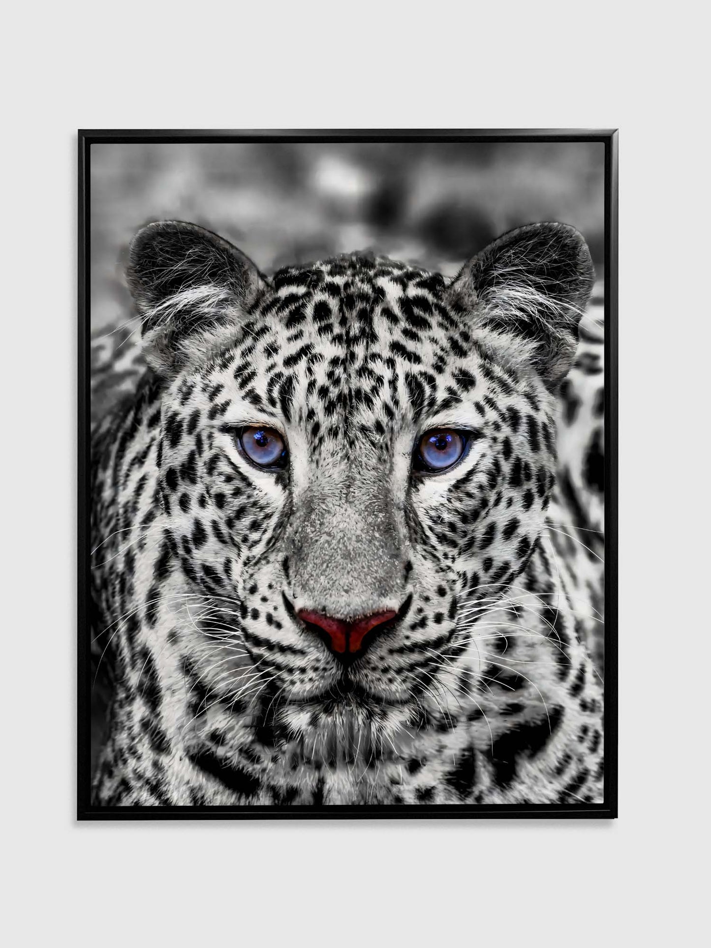 Wall Art-Blue Eyed White Tiger- Wildlife decor