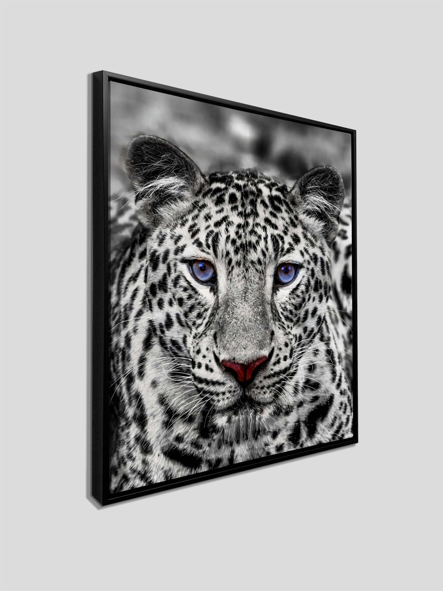 Wall Art-Blue Eyed White Tiger- Wildlife decor
