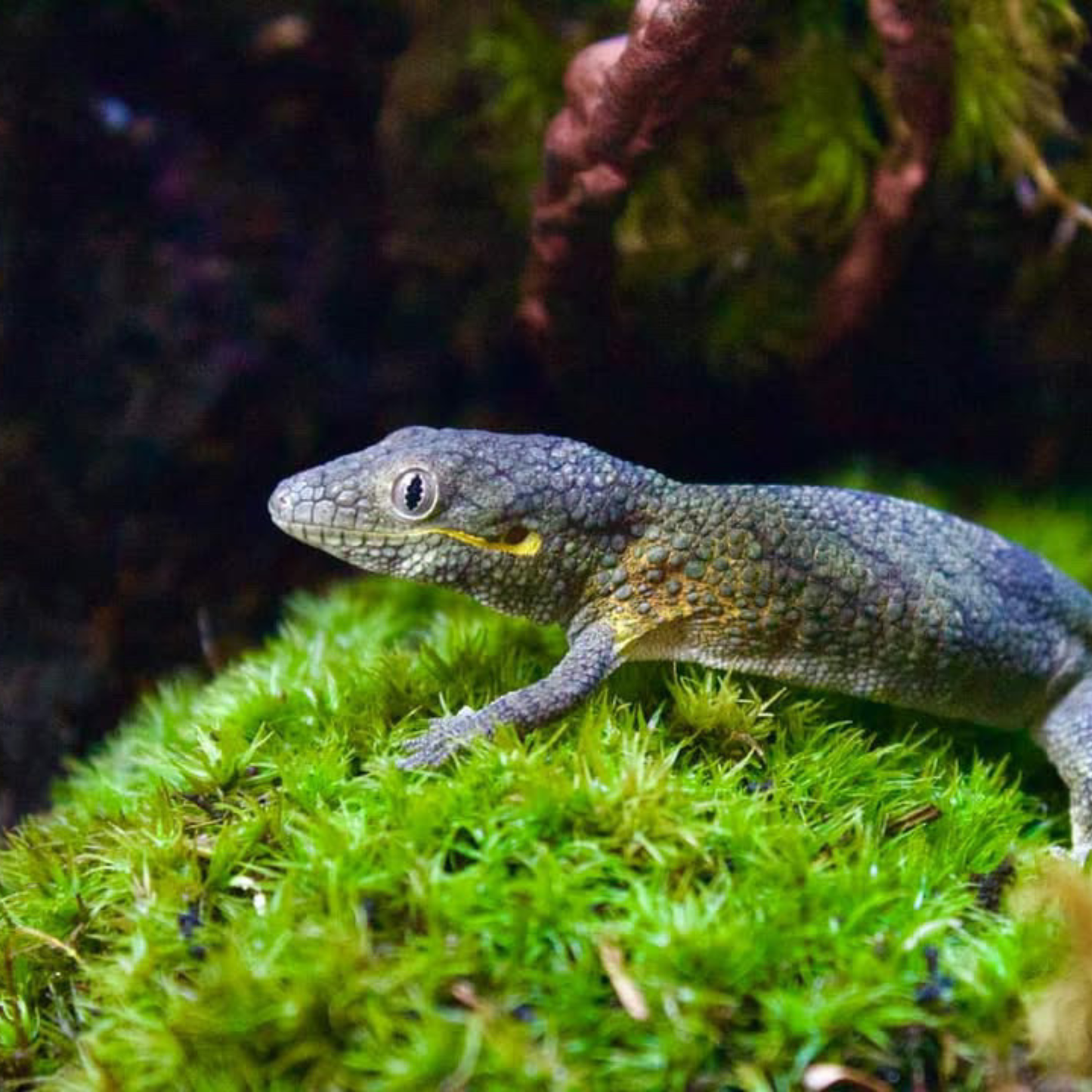 Mood Moss - Revita-Moss (Dicranum)