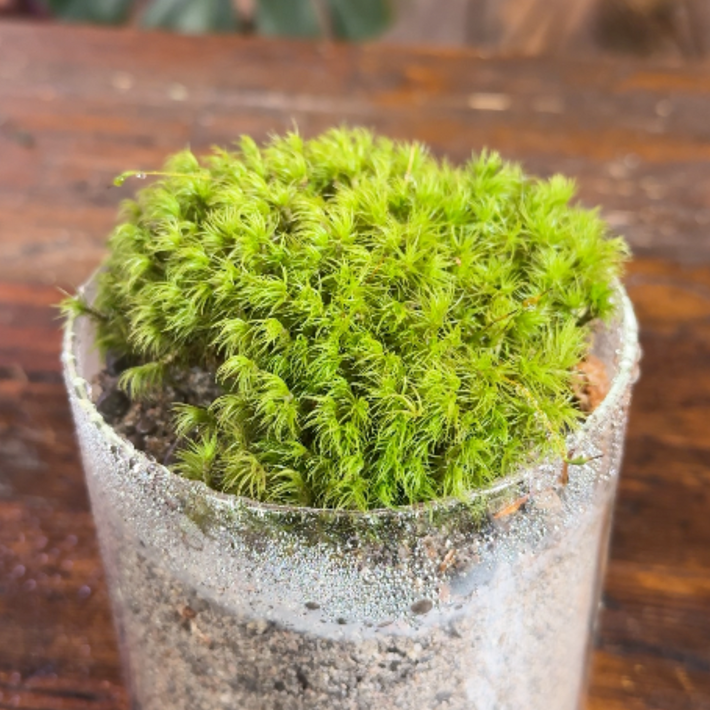 Mood Moss - Revita-Moss (Dicranum)