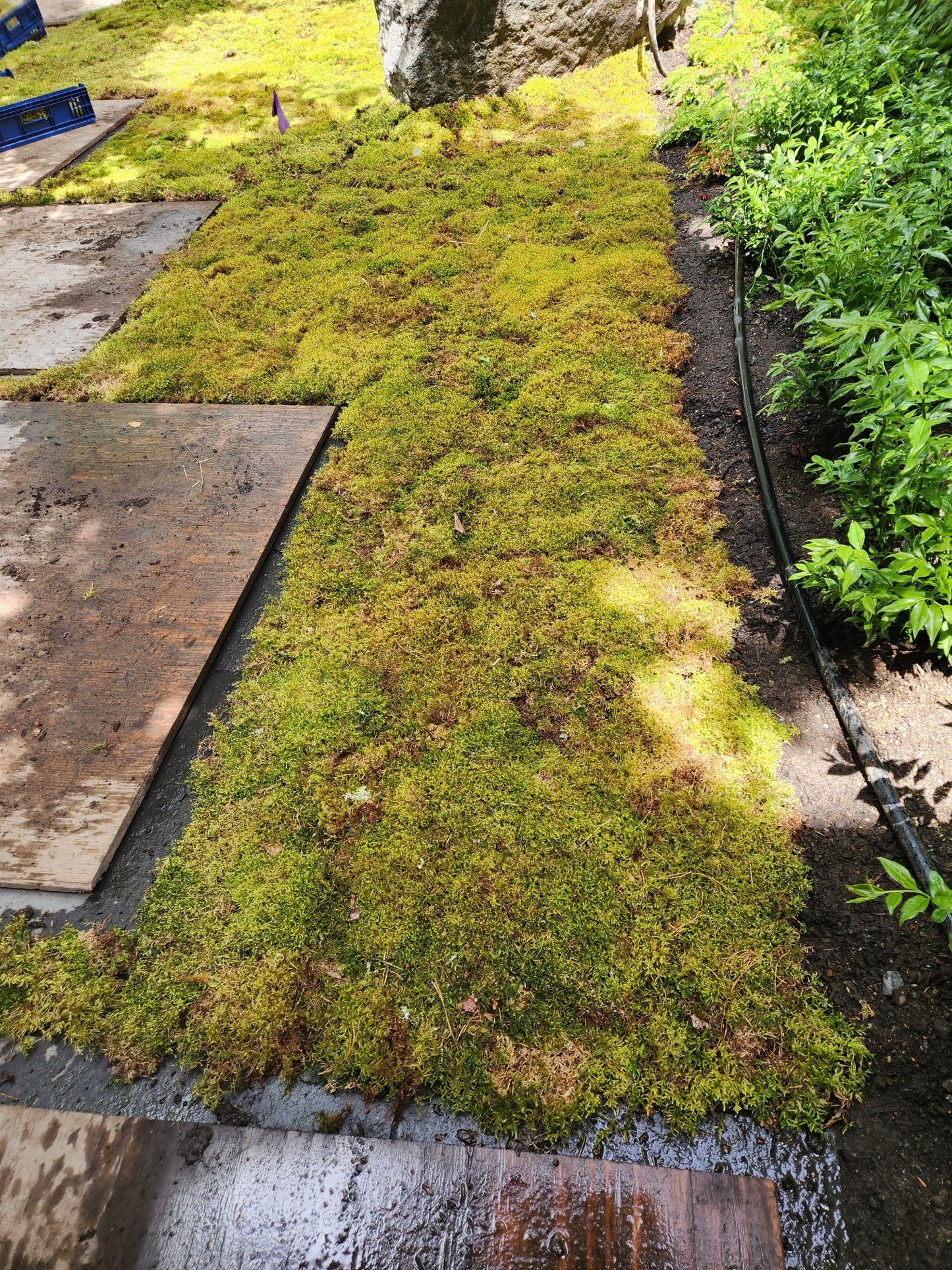 Natural Canadian Forest Moss - Revita-Moss (Pleurozium schreberi)