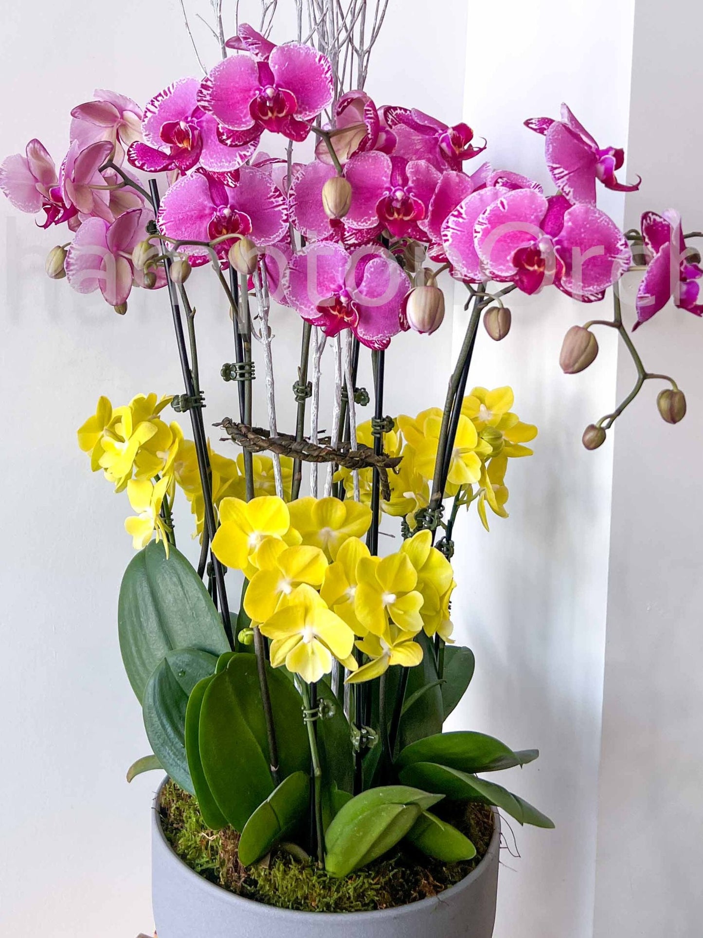 Elegant Classic 3:3 Arrangement