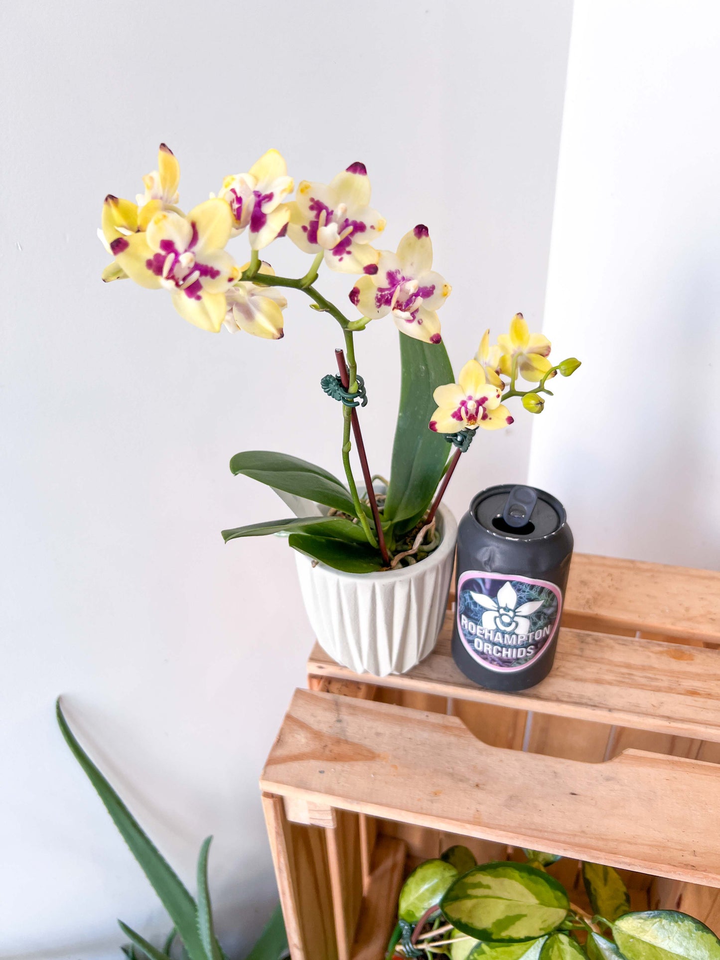 (Small) Best in Bloom Phalaenopsis