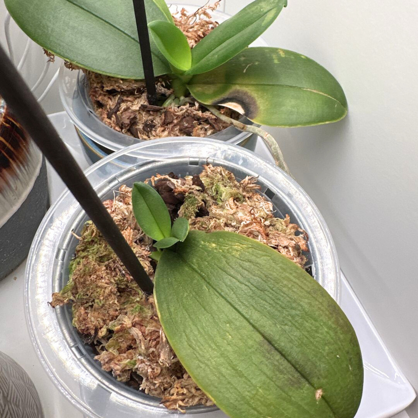 Premium Sphagnum Moss