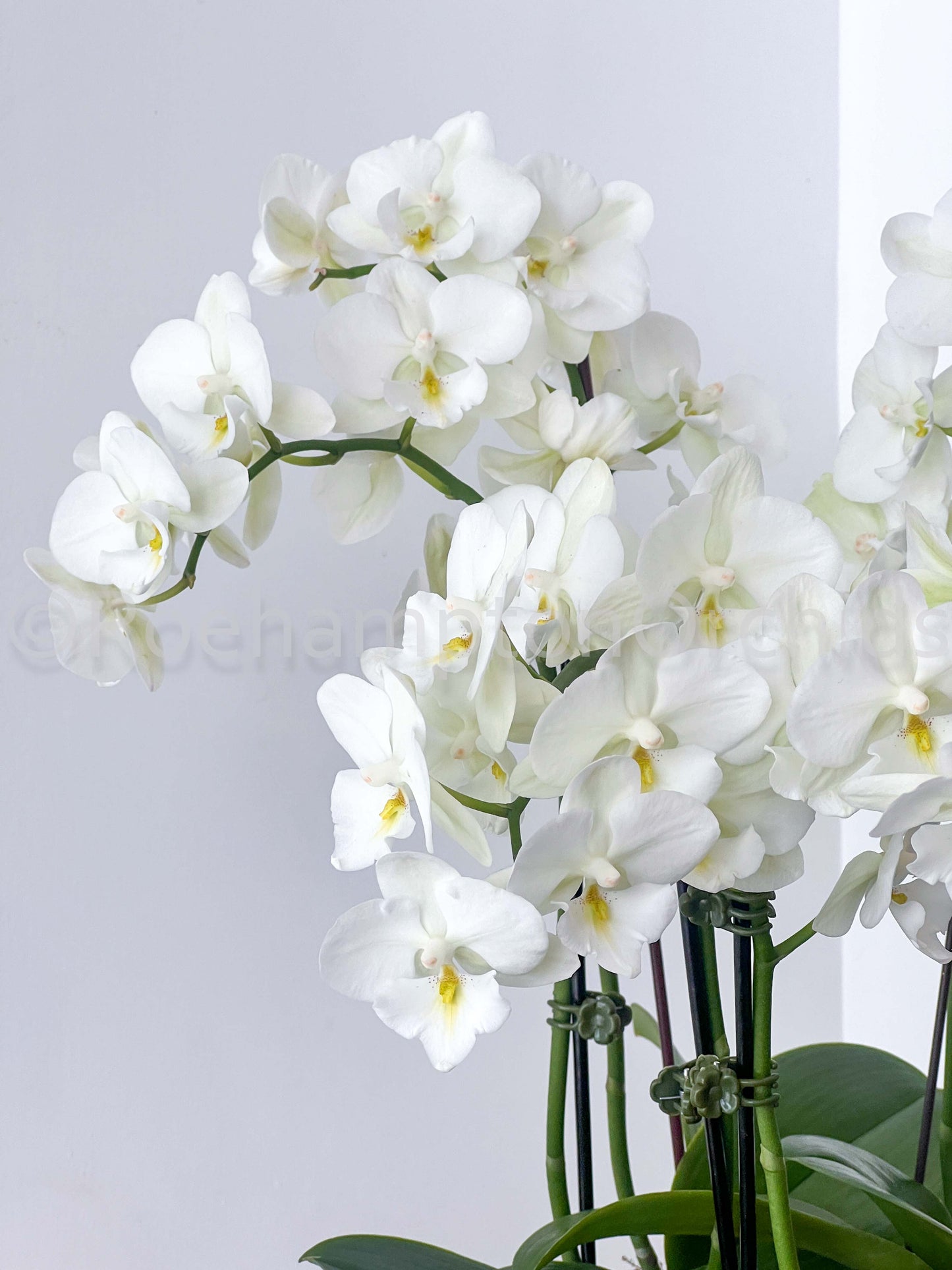 The Nordic Opal Boat