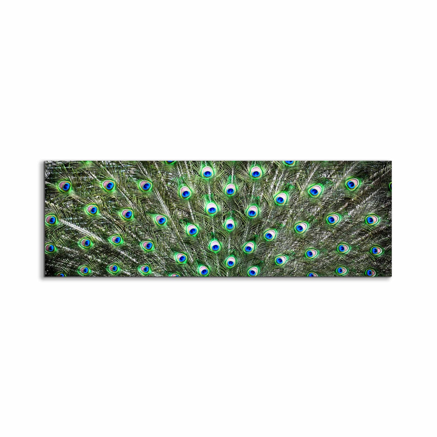 Large Canvas Wall art-Peacock Feathers-Nature Artwork