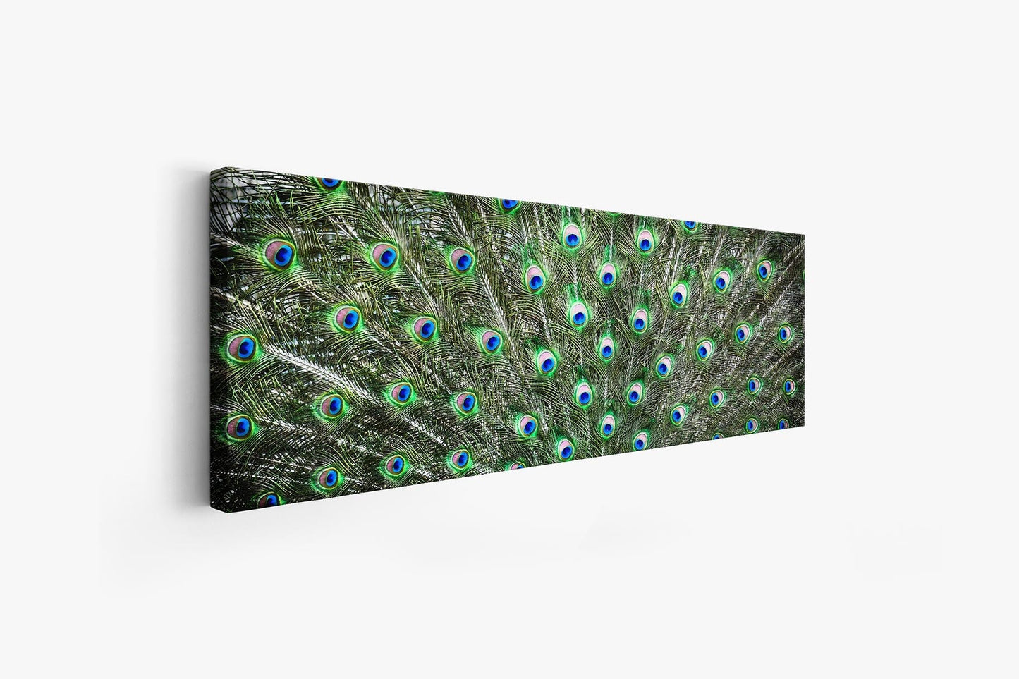 Large Canvas Wall art-Peacock Feathers-Nature Artwork