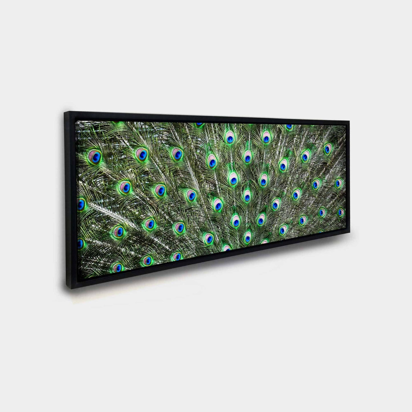 Large Canvas Wall art-Peacock Feathers-Nature Artwork