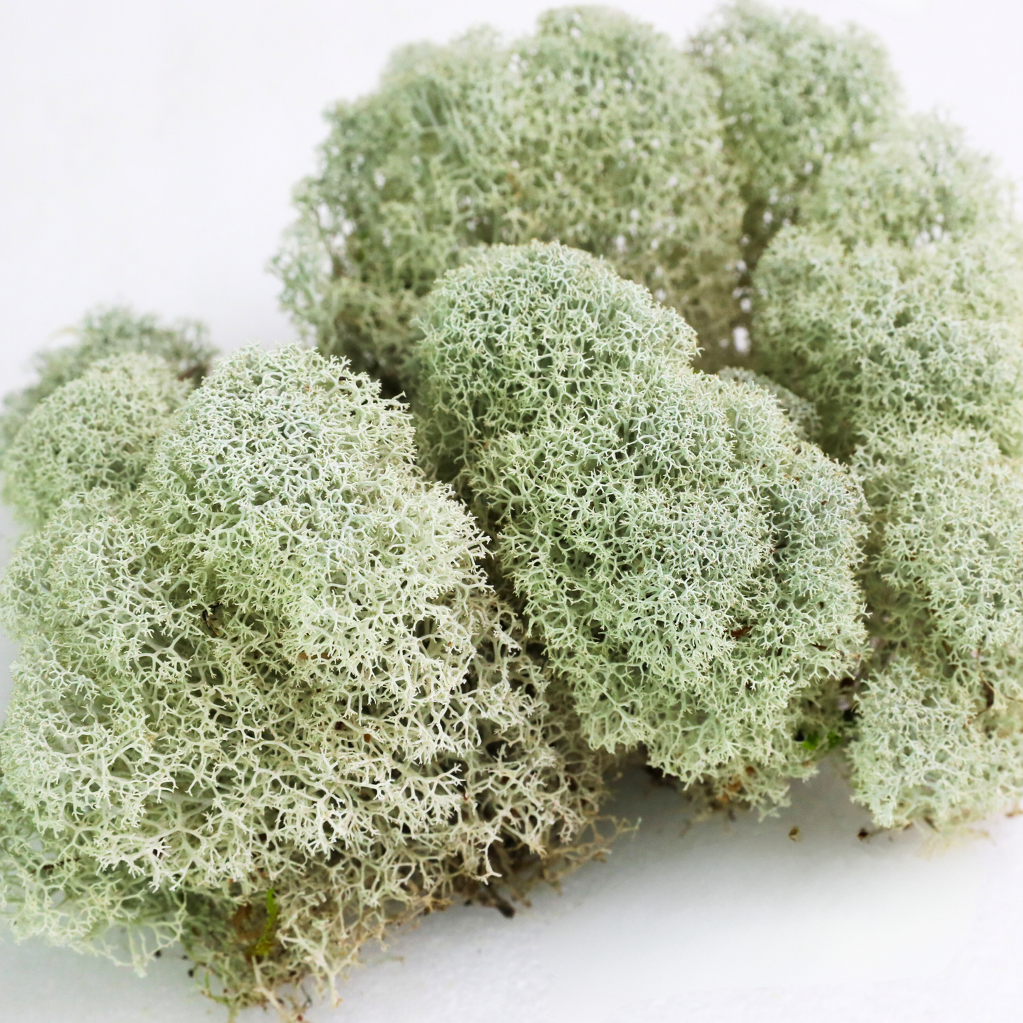 Natural Canadian Reindeer Moss - Revita-Moss