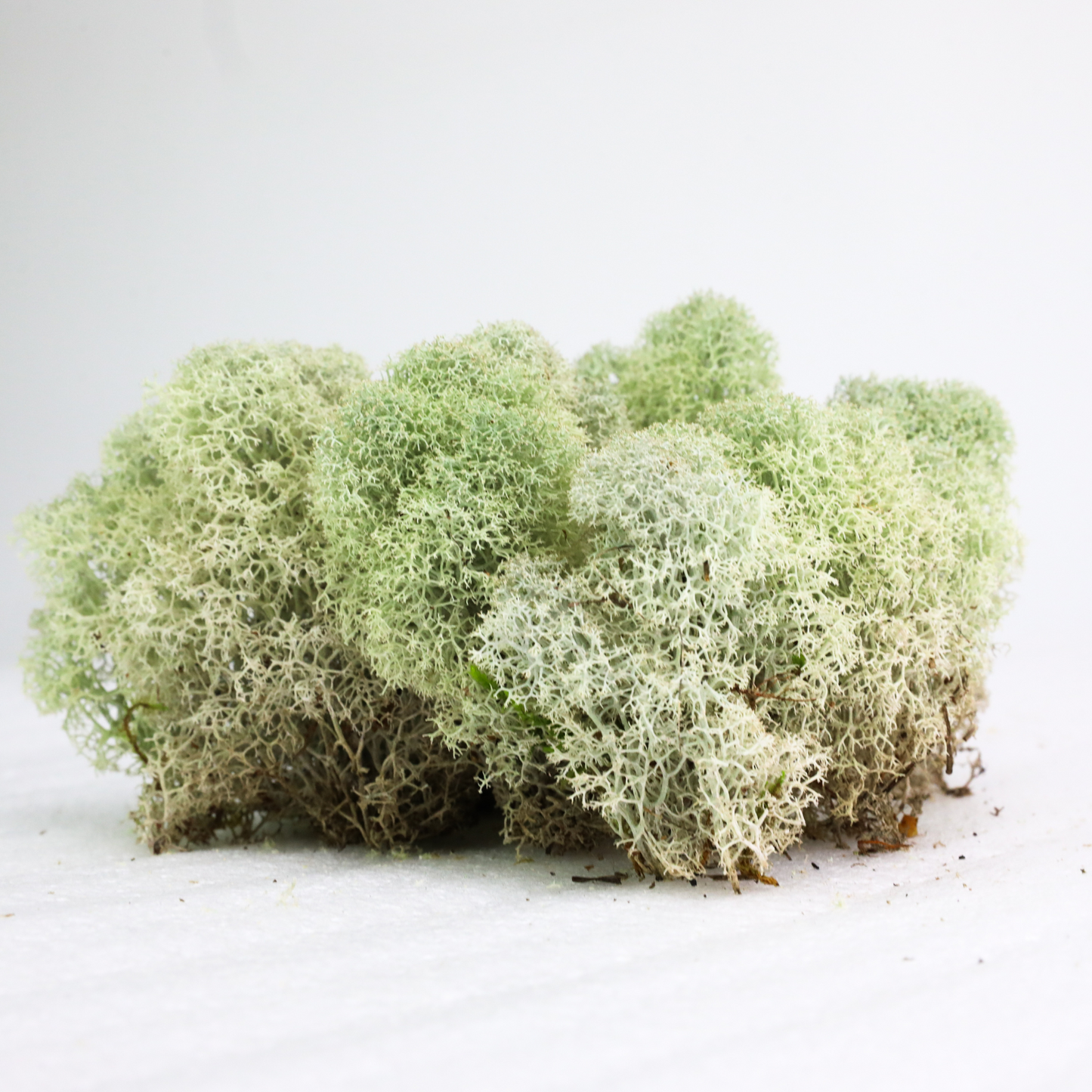 Natural Canadian Reindeer Moss - Revita-Moss