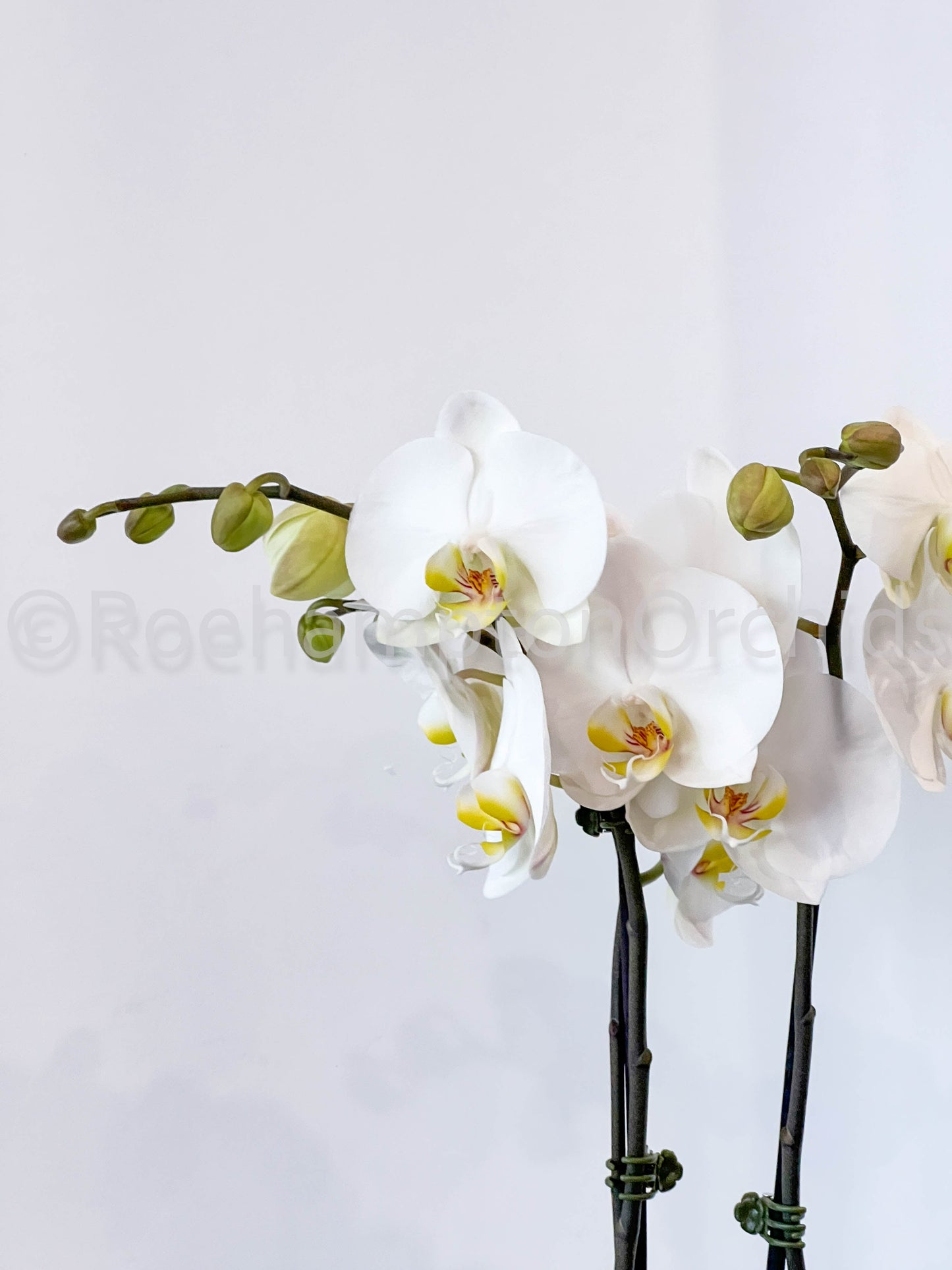 Classic Orchids Arrangement