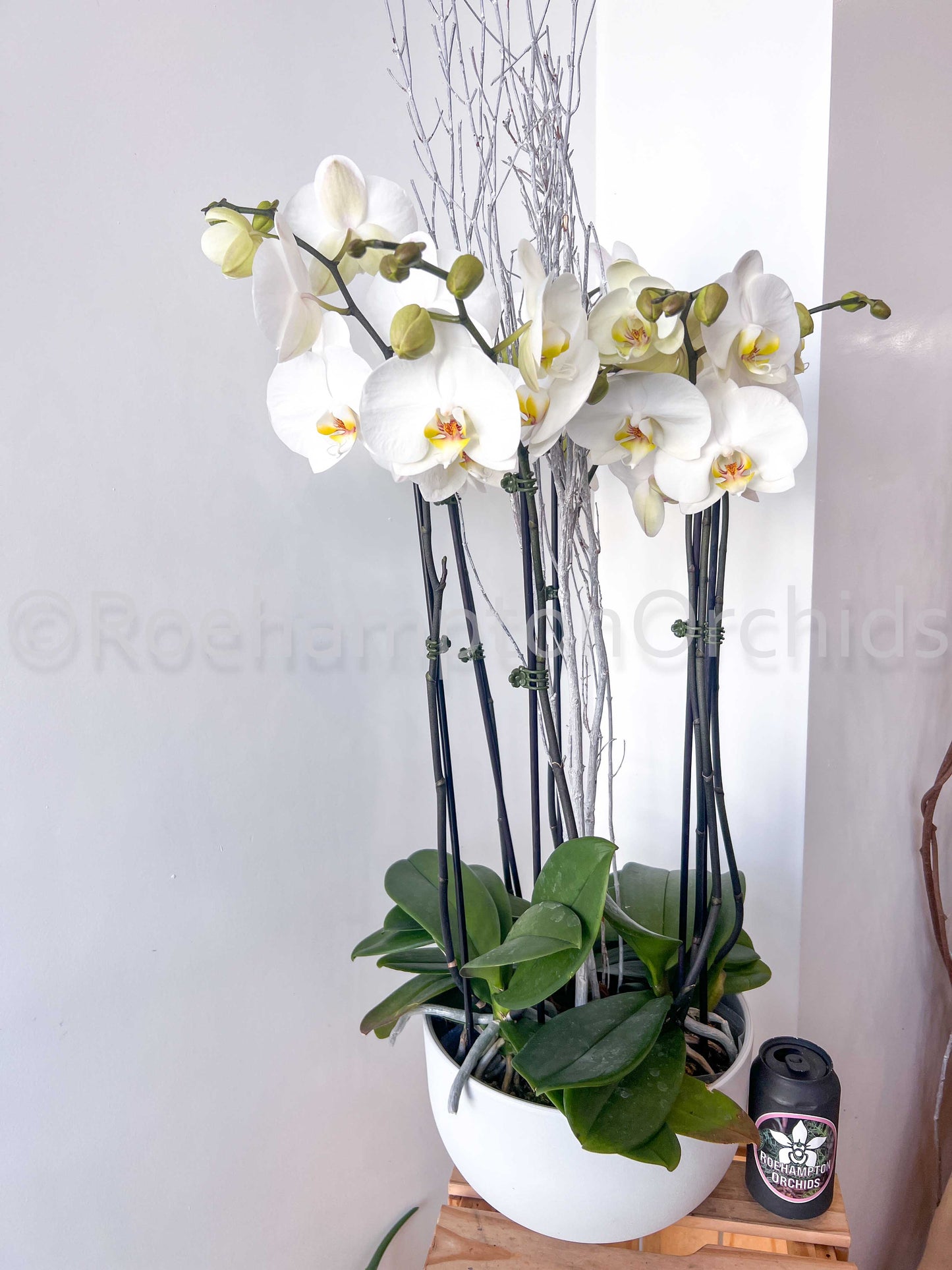 Classic Yukidan Arrangement