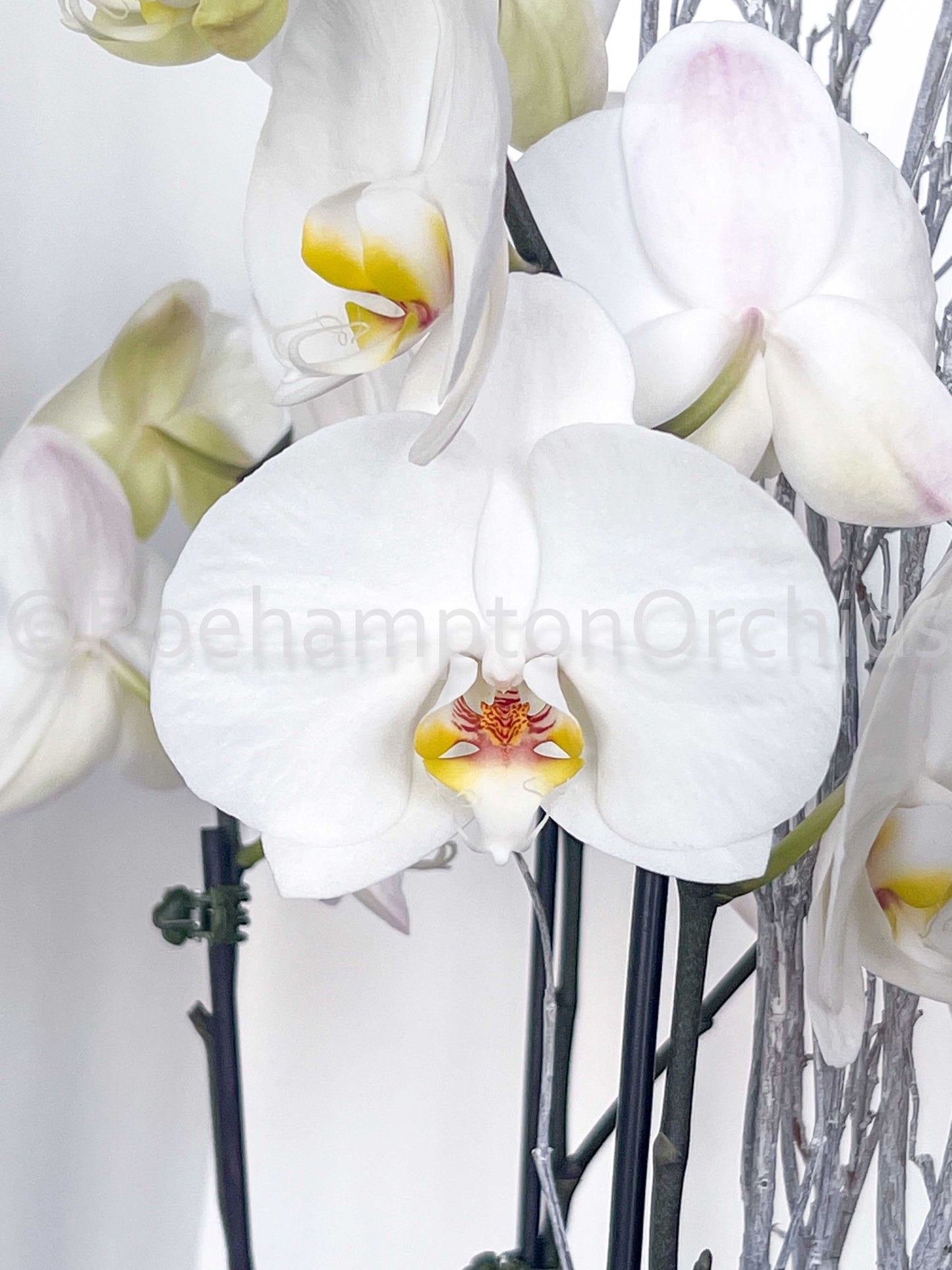 Classic Yukidan Arrangement