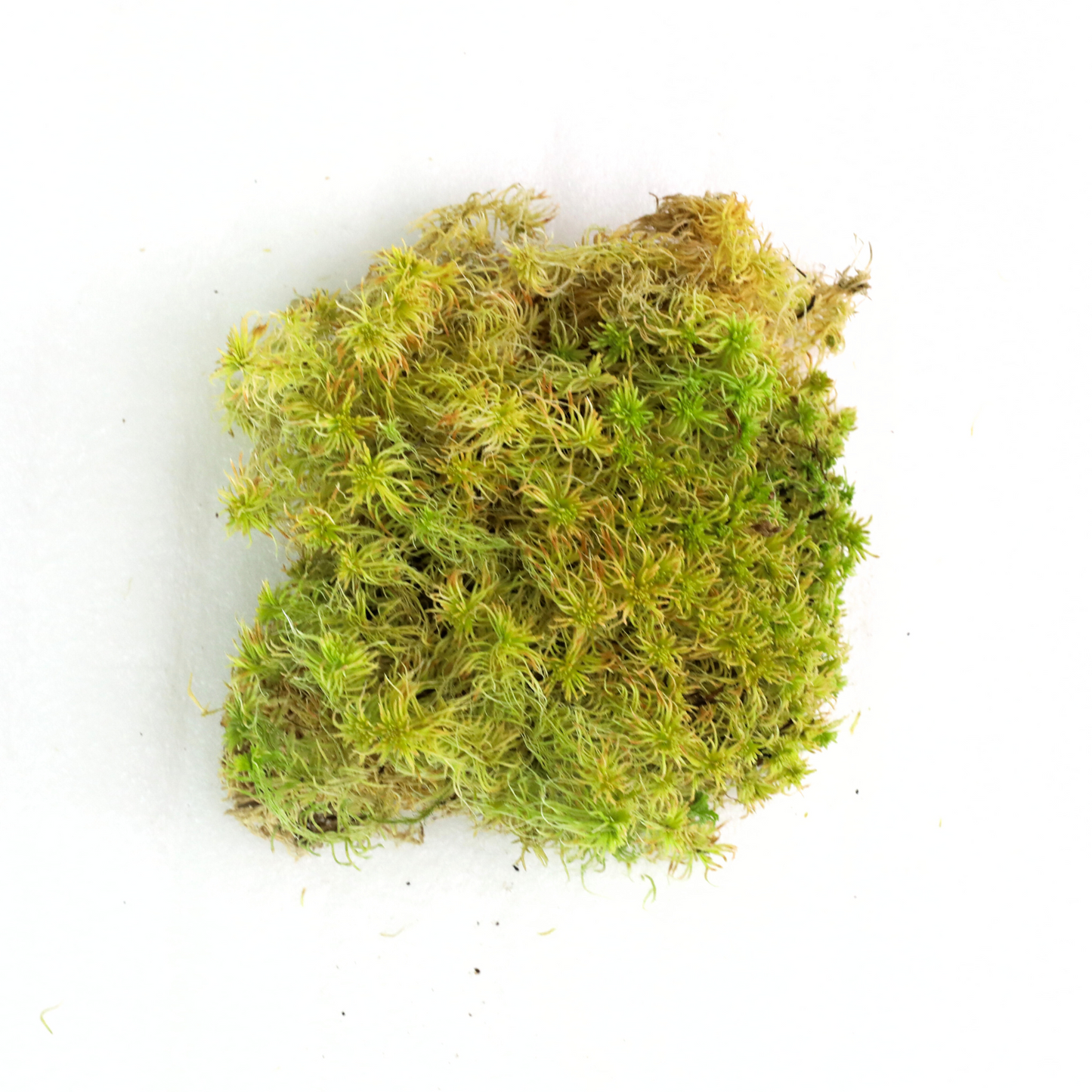Natural Canadian Sphagnum Moss - Revita-Moss