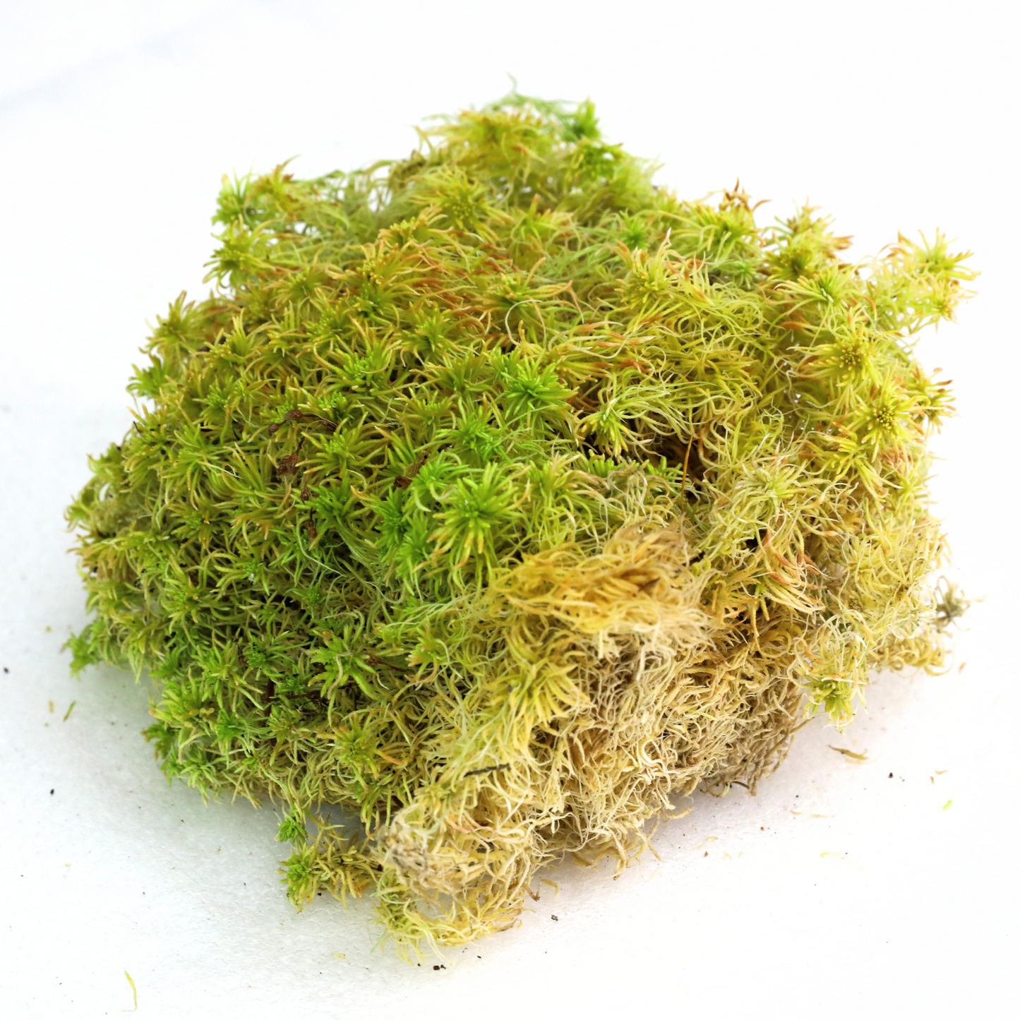 Natural Canadian Sphagnum Moss - Revita-Moss