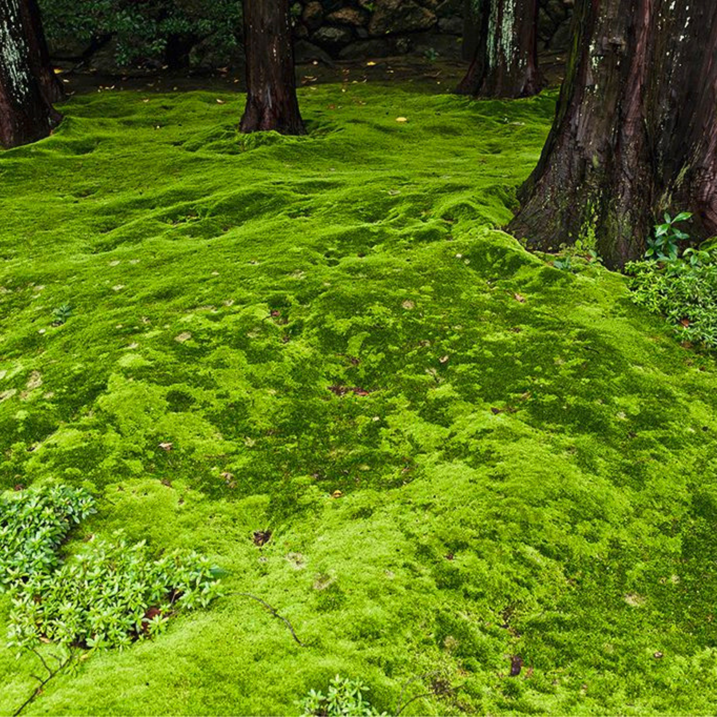 Growable Moss for the Shade