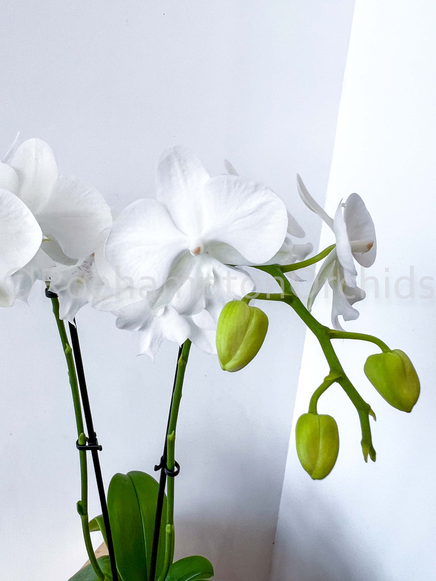 (Small) Best in Bloom Phalaenopsis