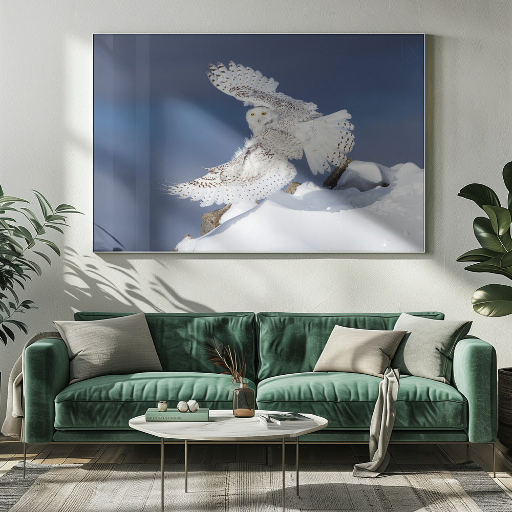 Wall art Snowy Owl in Flight