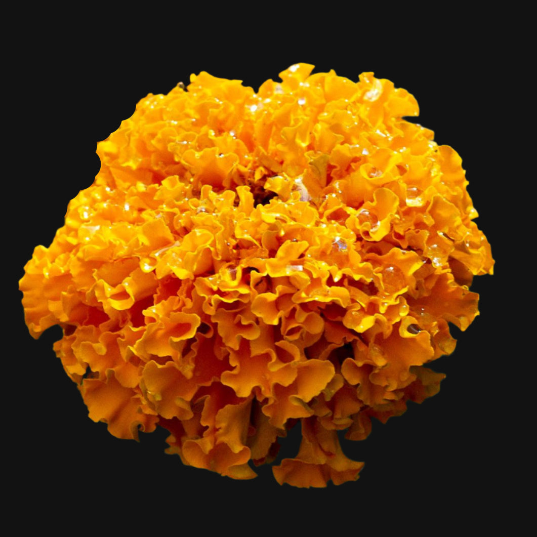 African Marigold