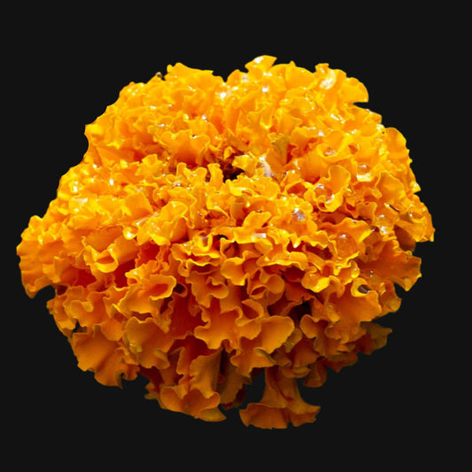 African Marigold