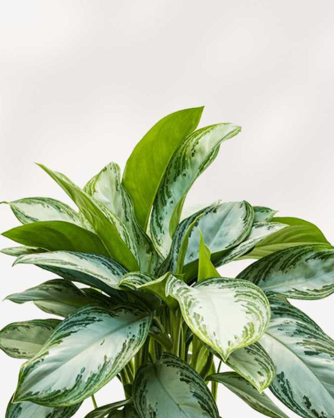 Chinese Evergreen Silver Bay