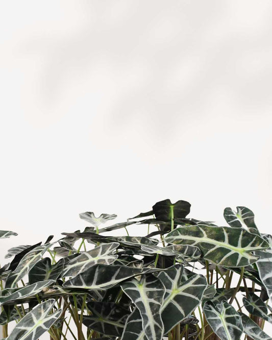 Alocasia Bambino – A Compact Beauty with Bold Leaves