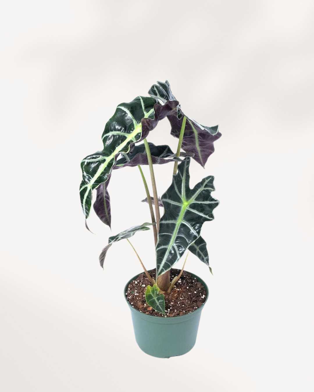 Alocasia Bambino – A Compact Beauty with Bold Leaves
