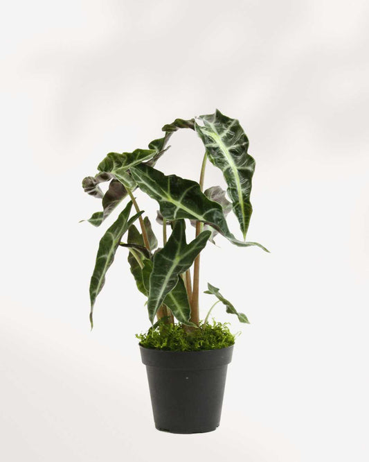 Alocasia Polly - Alocasia Amazonica