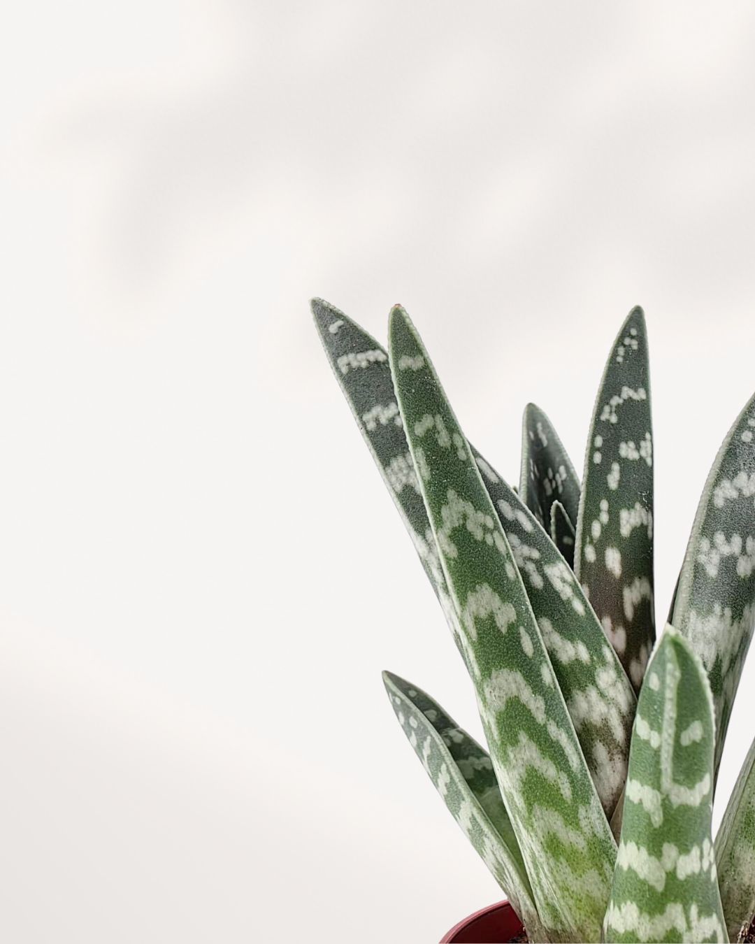 Aloe Pheasant Breast