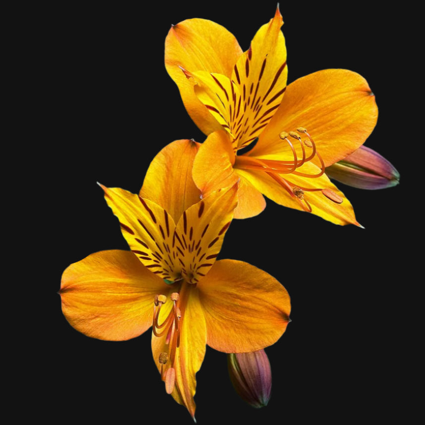 Alstroemeria (Lily of the Inca)