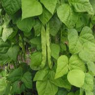 Aztec Bush Bean