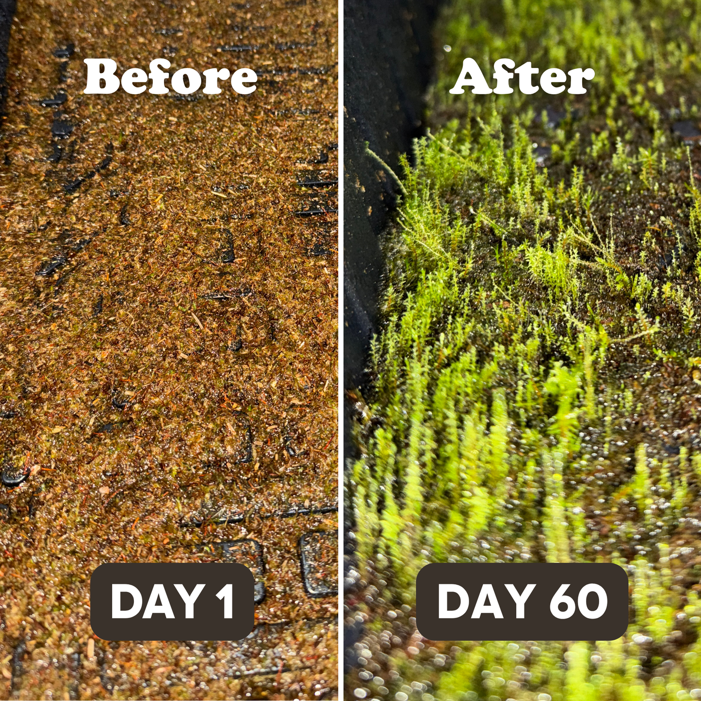 Native Boreal Mix Growable Moss for the Sun - PRE-ORDER