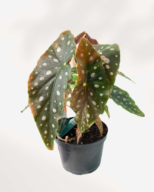 Begonia Maculata
