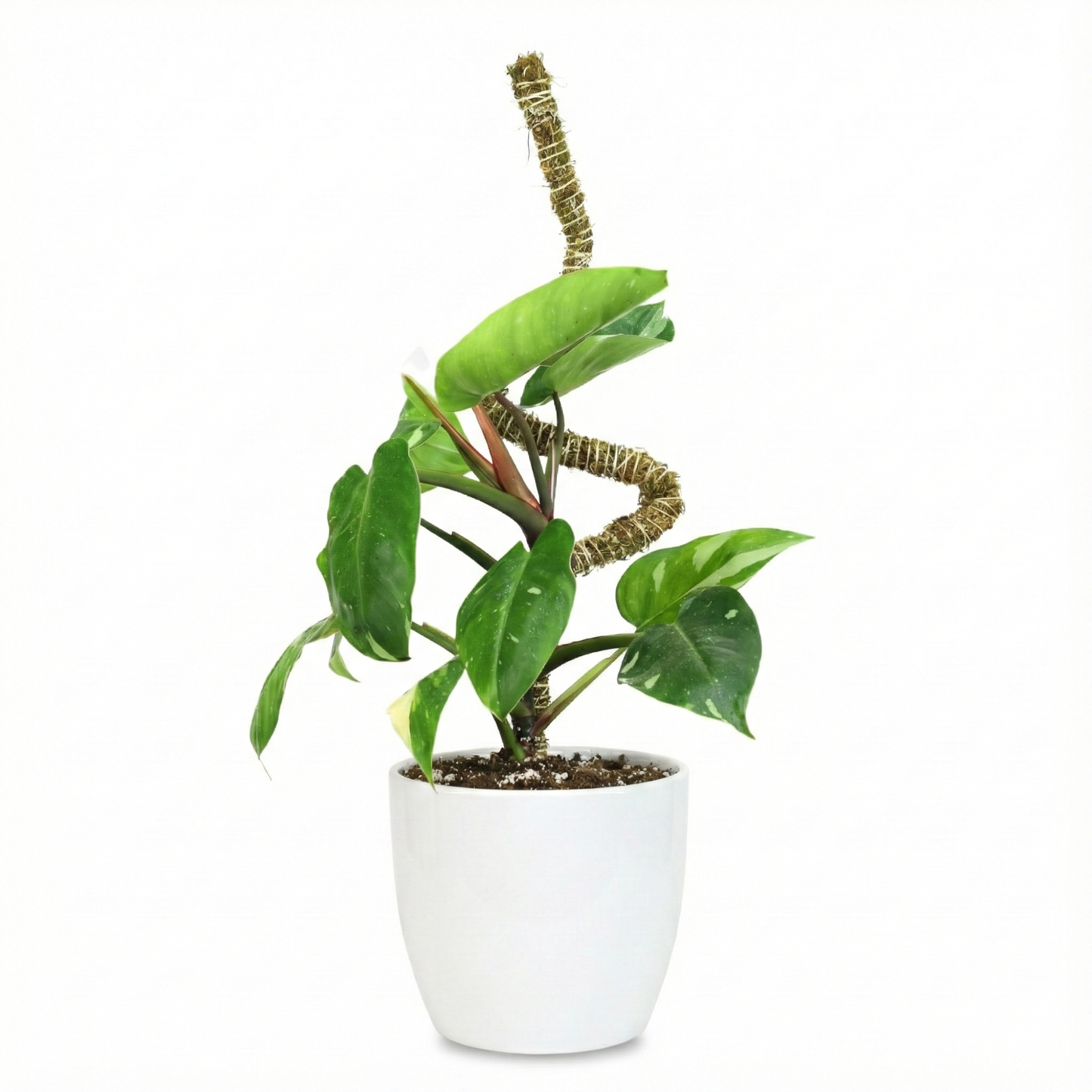 The Bendable Moss Pole™ 𝘛𝘏𝘐𝘕