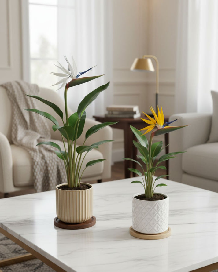 Bird of Paradise [Test]