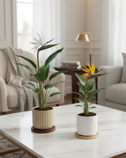 Bird of Paradise [Test]
