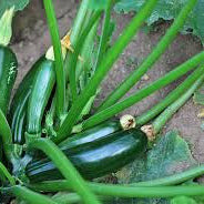 Black Beauty Zucchini