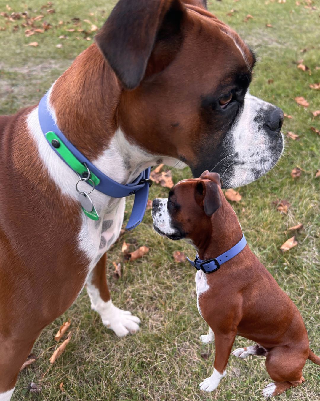 Collier en Biothane pour chien- Fait Main au Québec